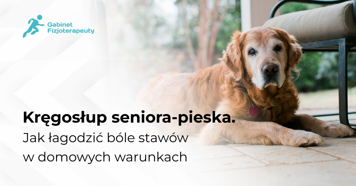 Kręgosłup seniora-pieska. Jak łagodzić bóle stawów w domowych warunkach