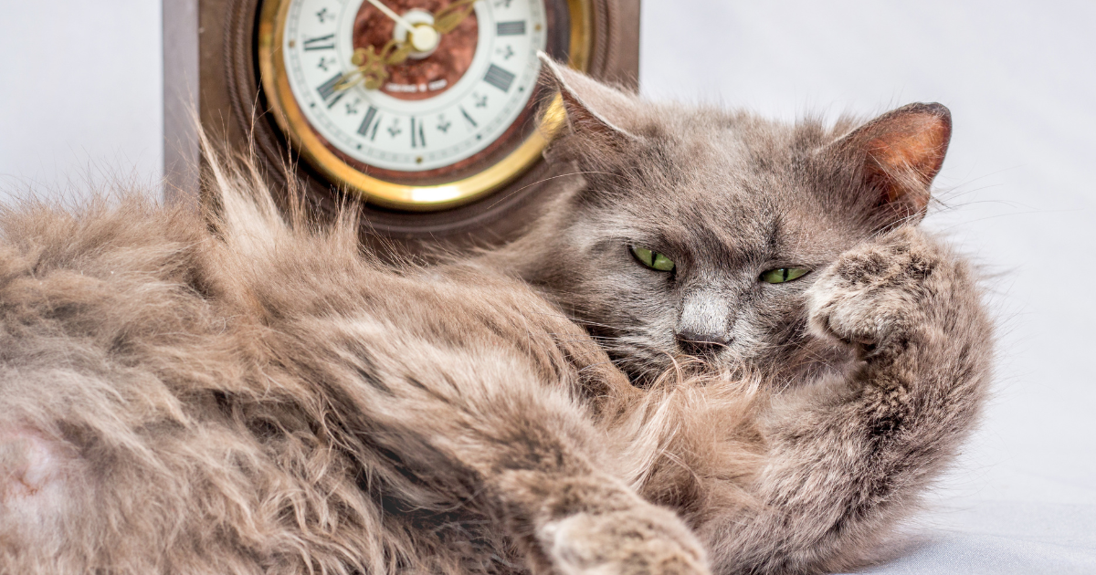 Ćwiczenia dla starszych kotów: jak zachować sprawność? 